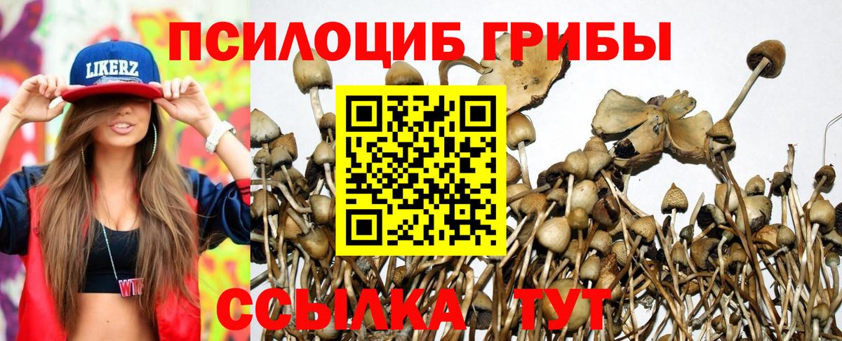 Псилоцибиновые грибы Psilocybe Серов